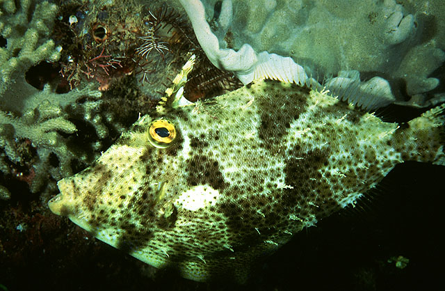 Pseudomonacanthus macrurus (Pesce lima d'alga)